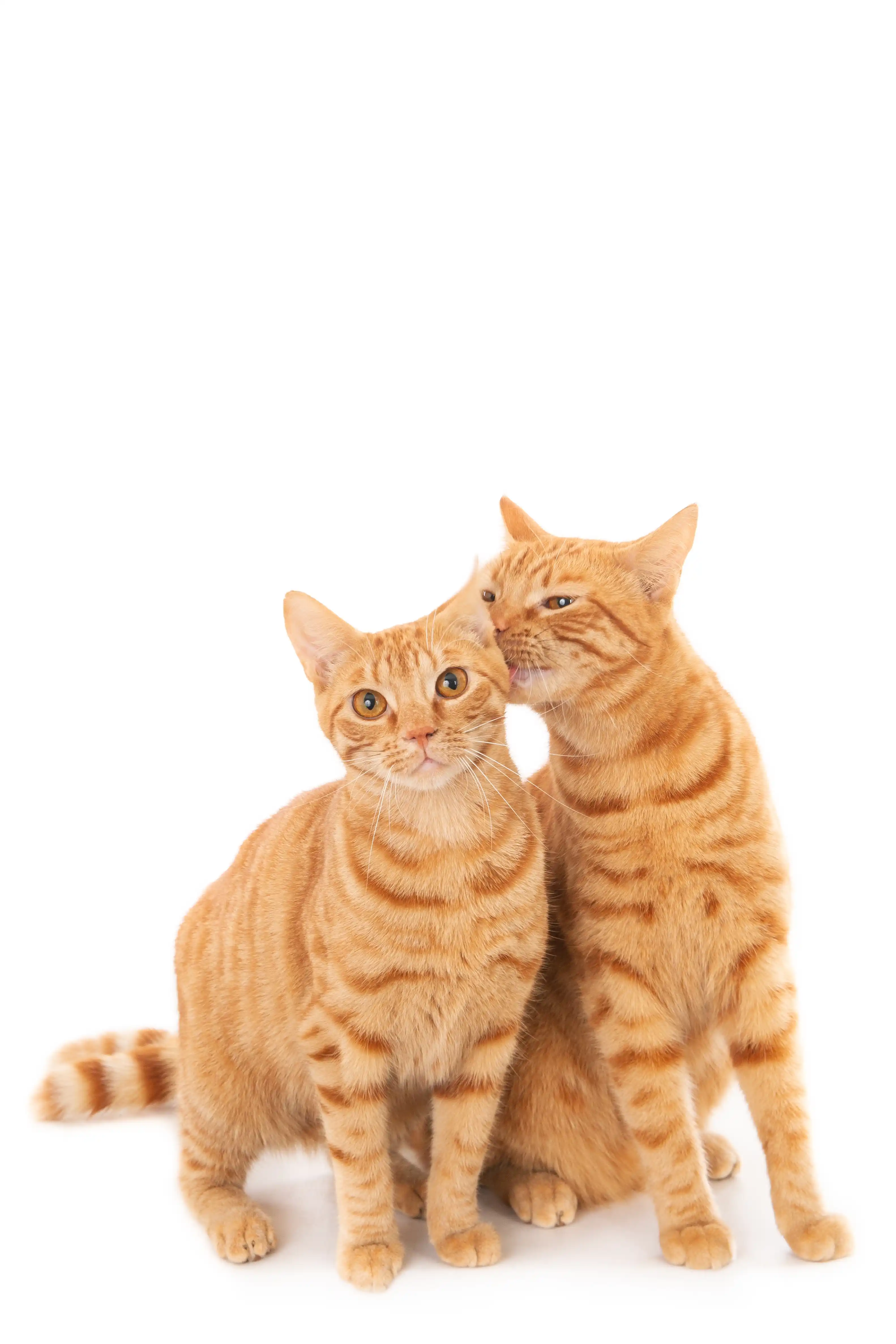 Dois gatos em pé