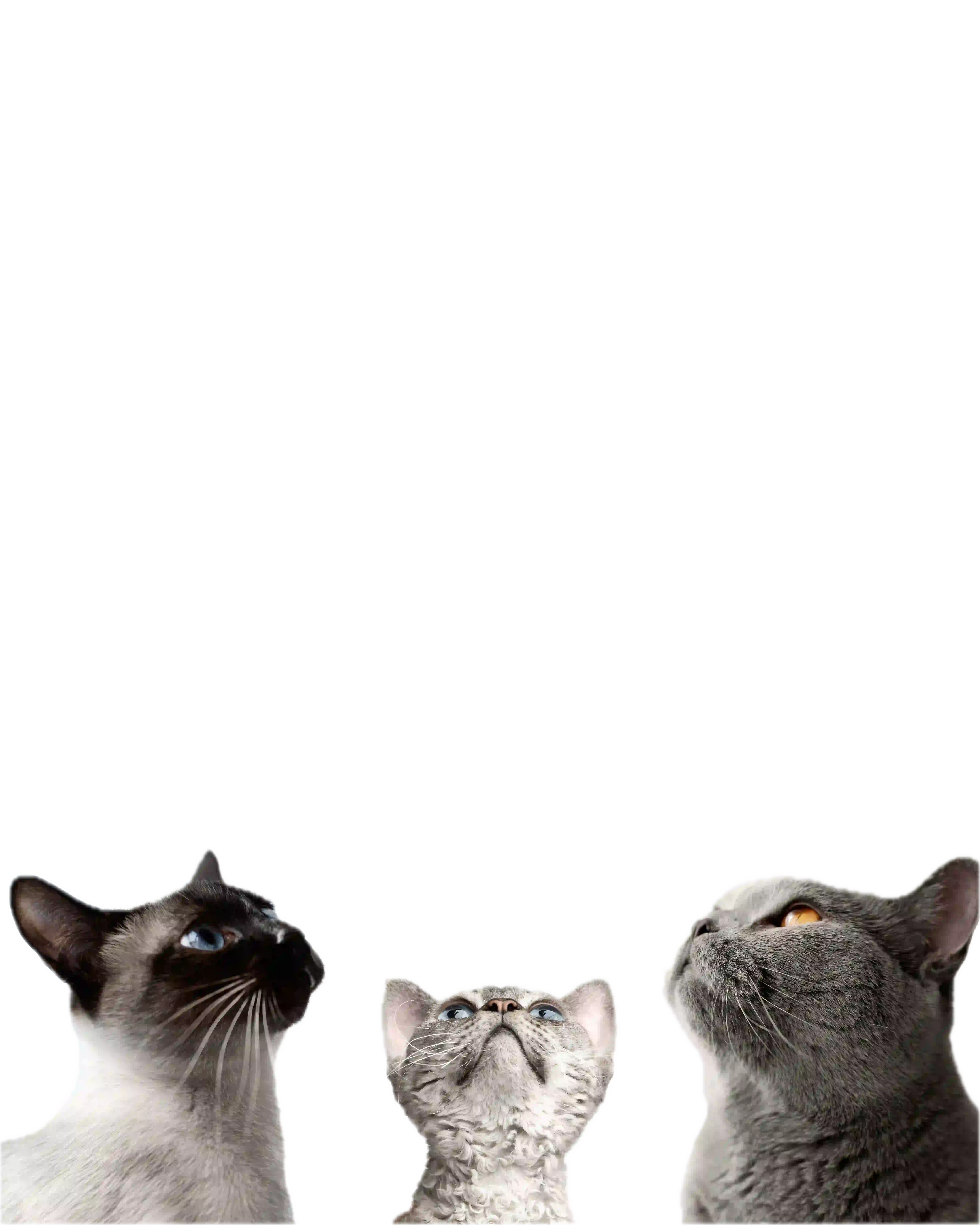 Gatos olhando pra cima